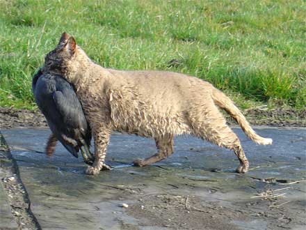 Roodpels, jager van de Bovenkerkerpolder