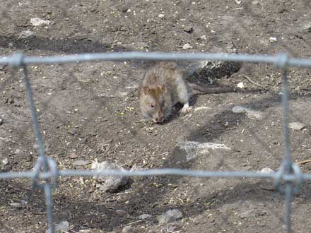 ratje in het hanenpaviljoen