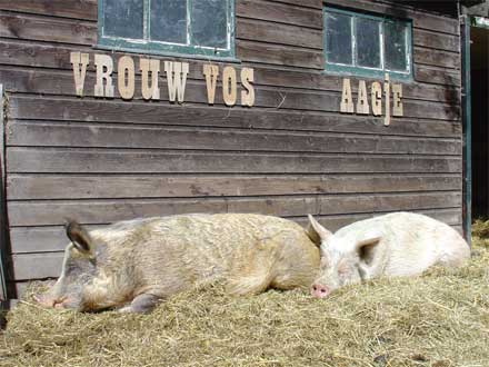 Vrouw Voe & Aagje